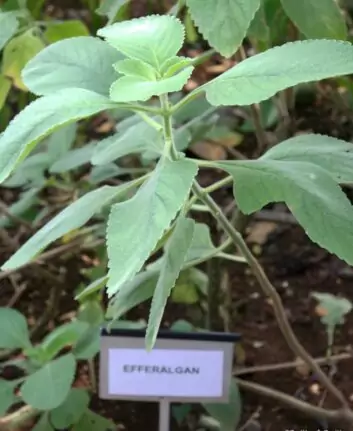 Plante Efferalgan