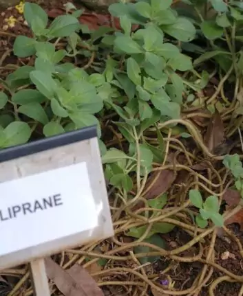 Plante 